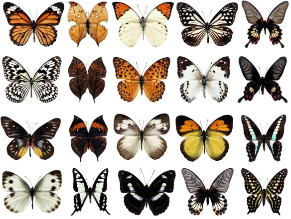 100_species_of_butterflies_psd_layered_highdefinition_2_177552.jpg