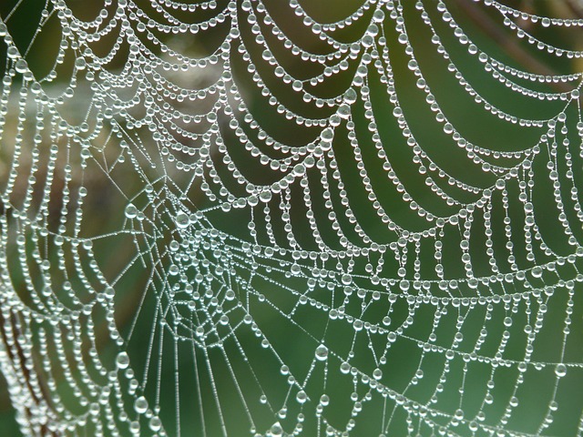 cobweb4193_640.jpg