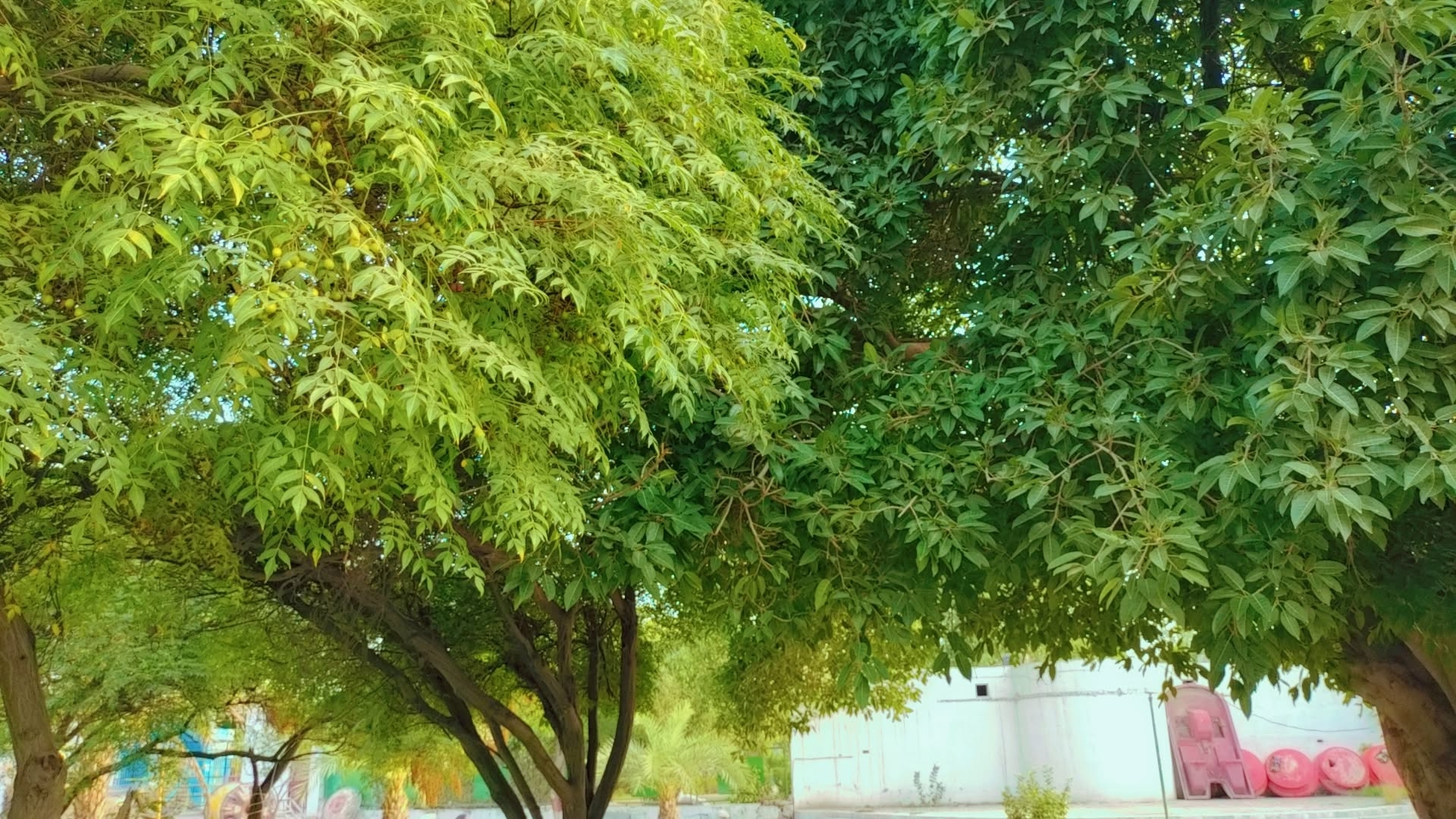 IMG_20250816_085103.jpg