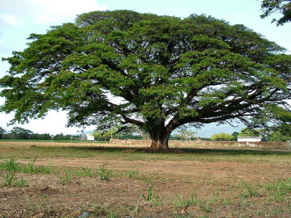 arbol-con-tronco-de-pequeno-tamano-llamado-Samanea-saman.jpg