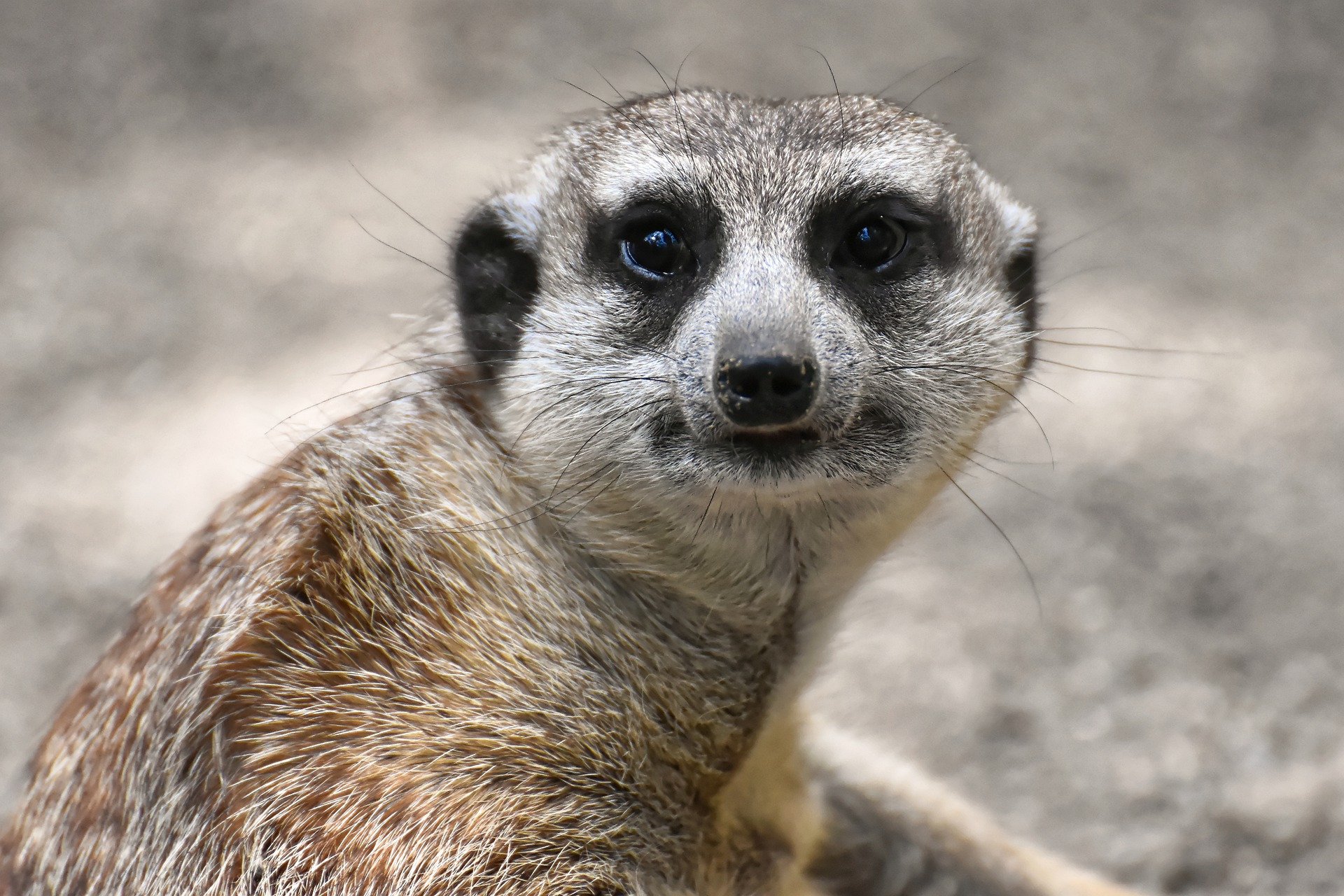 meerkat-4408007_1920.jpg