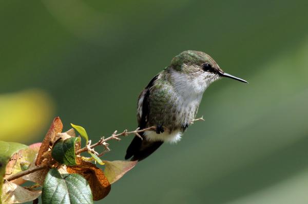 El pájaro mas pequeño del mundo. — Hive