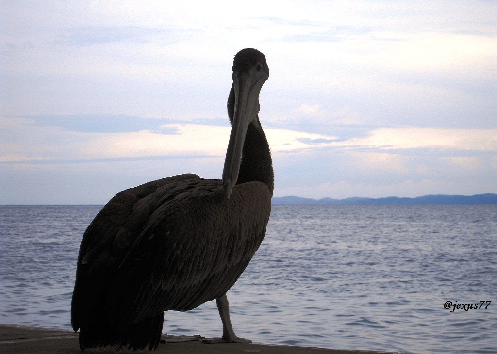 7-Pelicanos.jpg