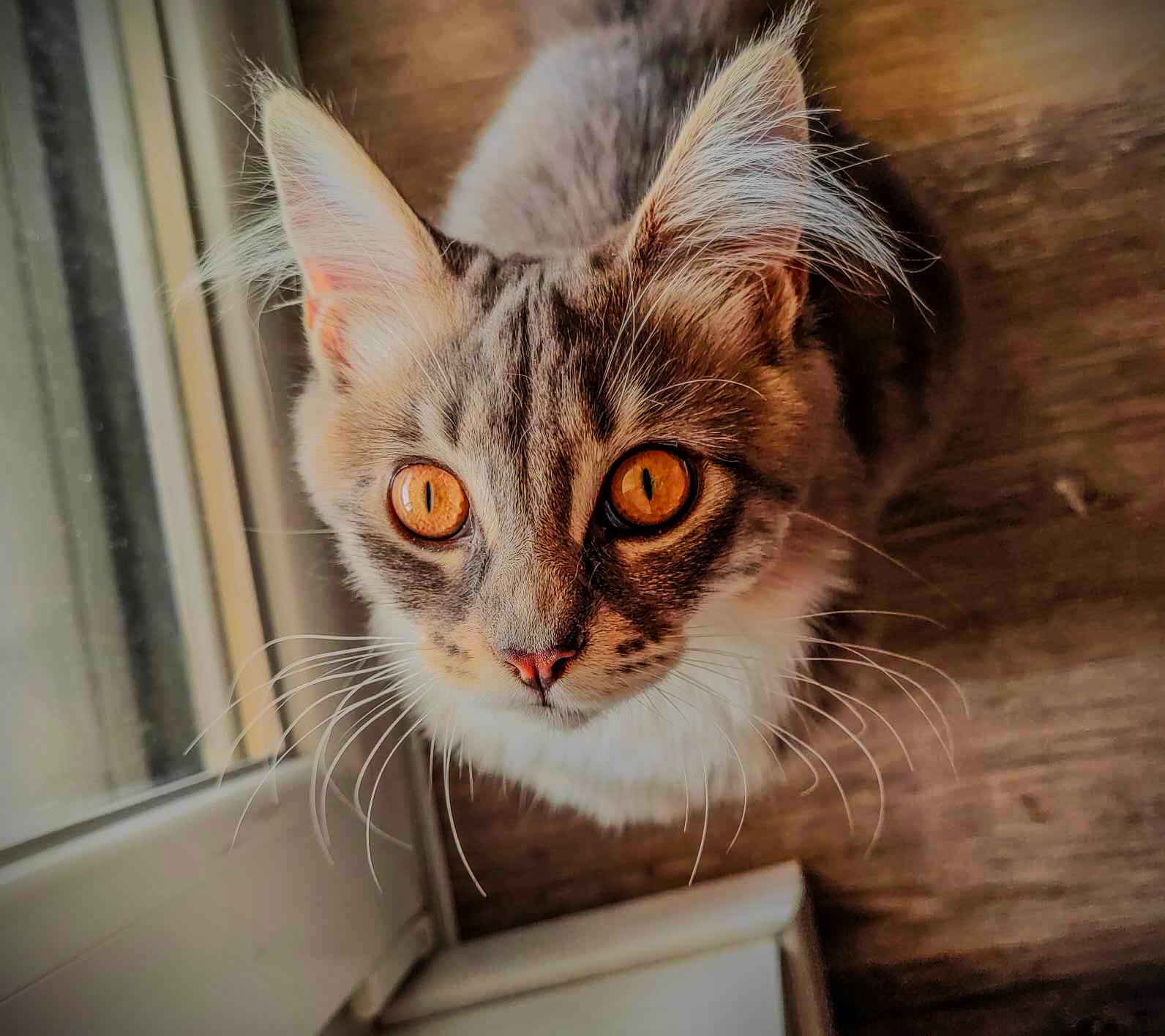 cat1.jpeg