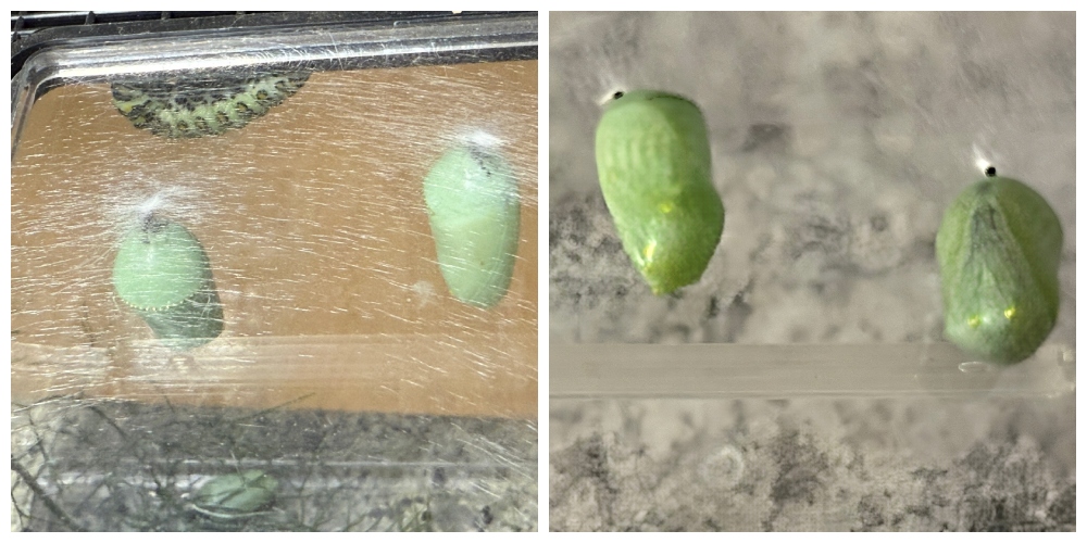 hivegarden-caterpillars-2.jpg