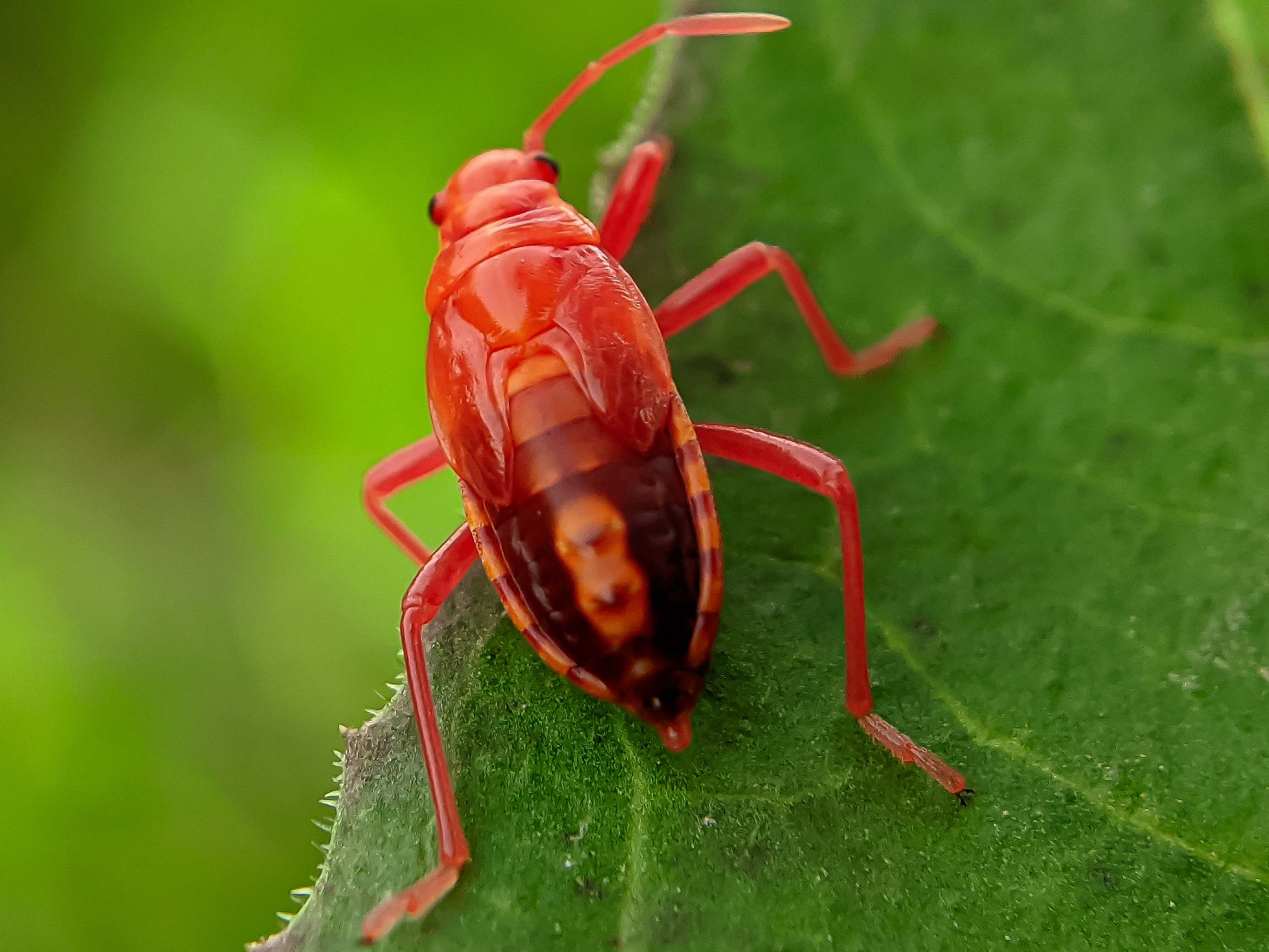 Red Bug (4).jpg