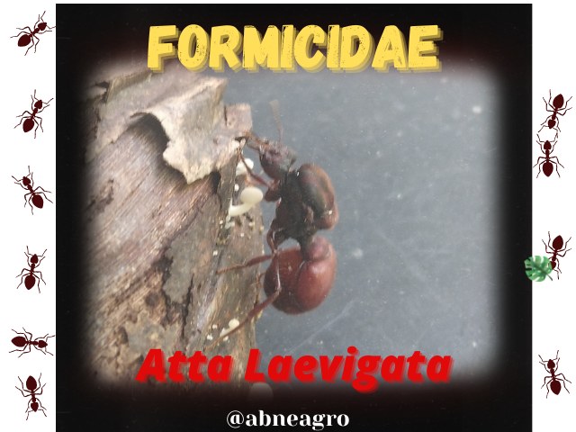 Formicidae(5).png