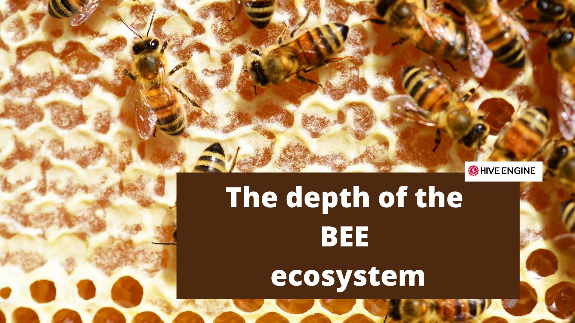 the depth of the BEE ecosystem.jpg