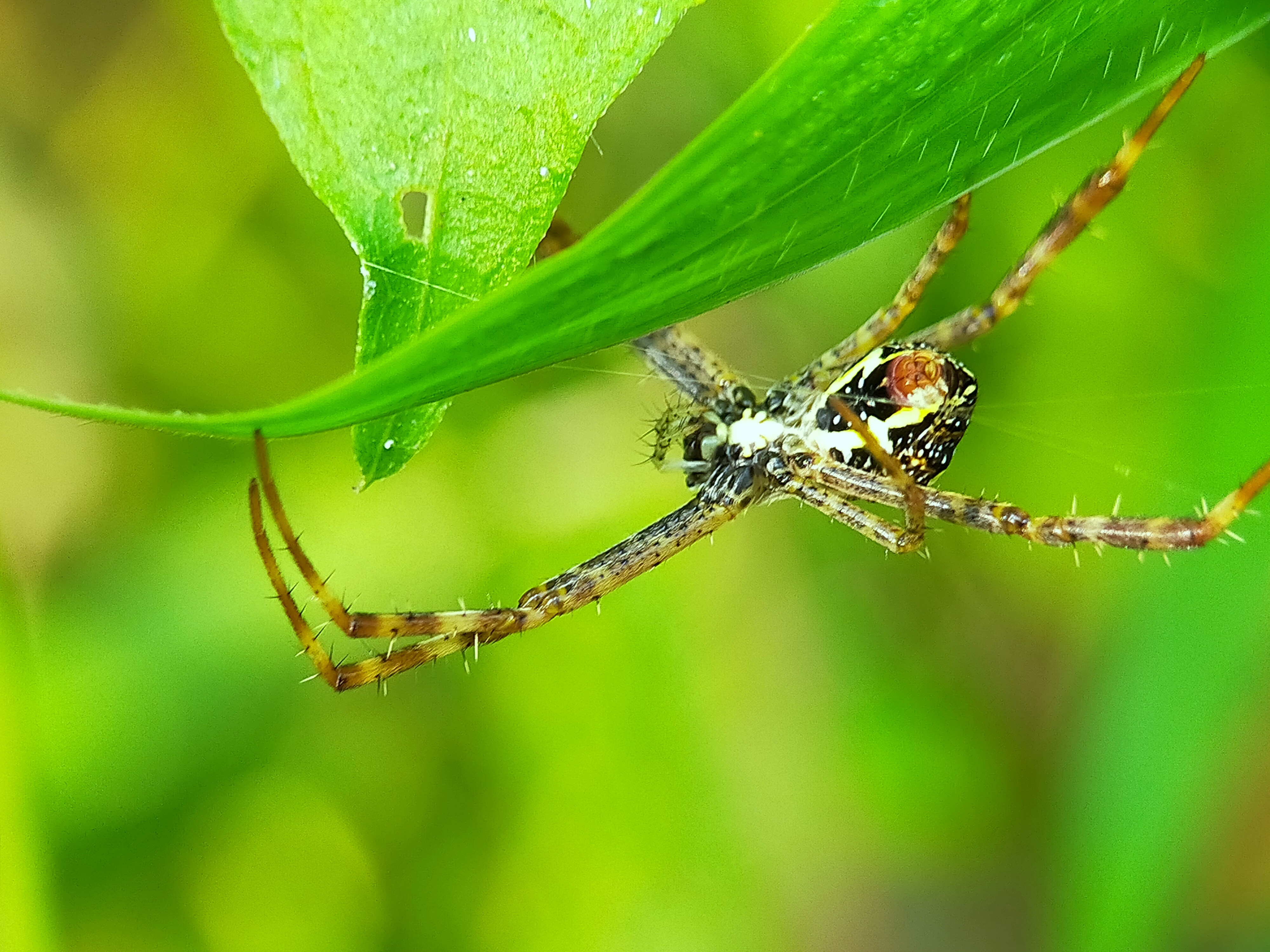 Spider (35).jpg