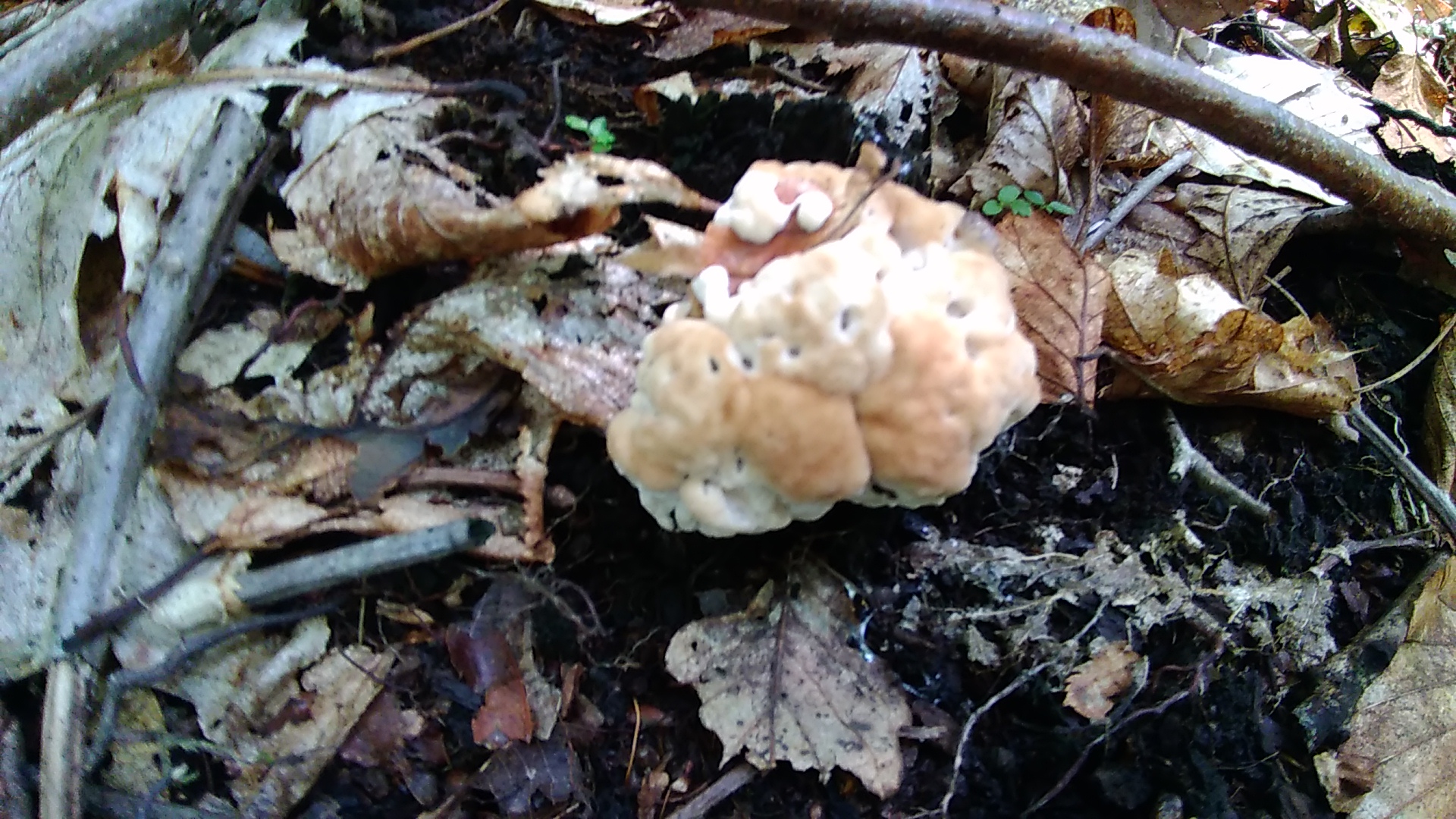 P_20200709_120306.jpg