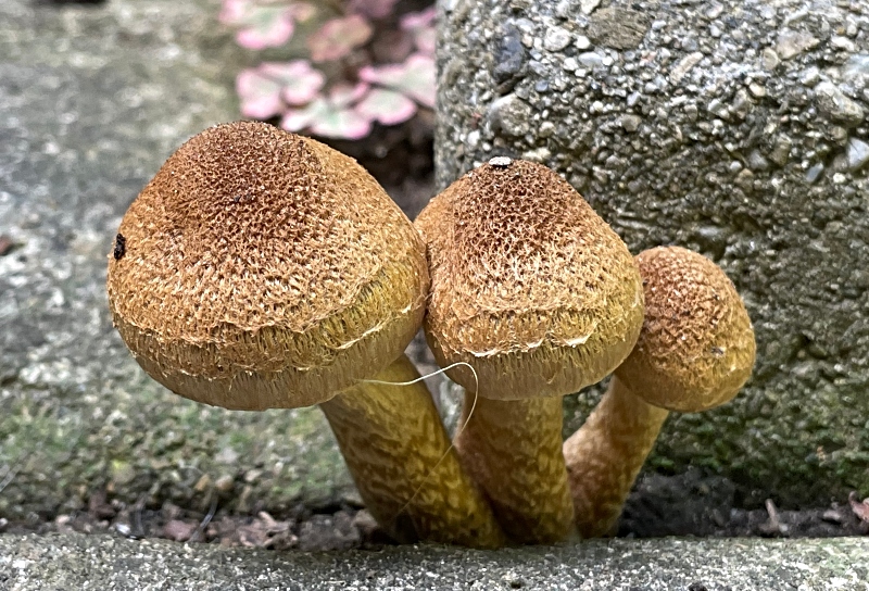 fungi-friday-mushrooms-2.jpg