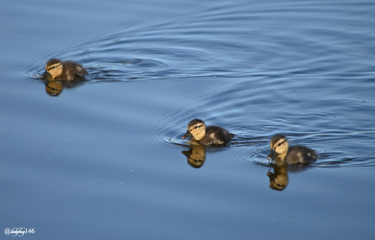 ducklings (2).jpg