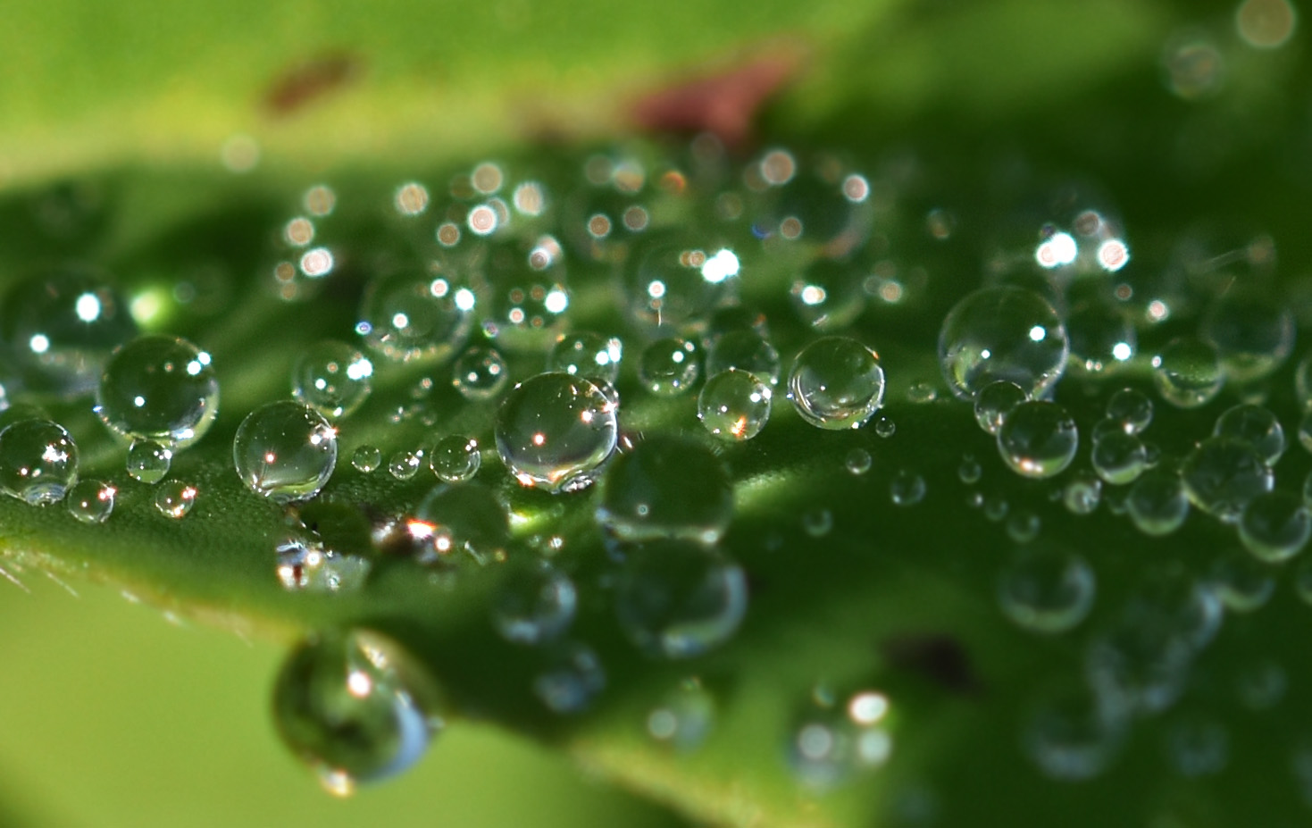 leaf dew waterdrops 6.jpg