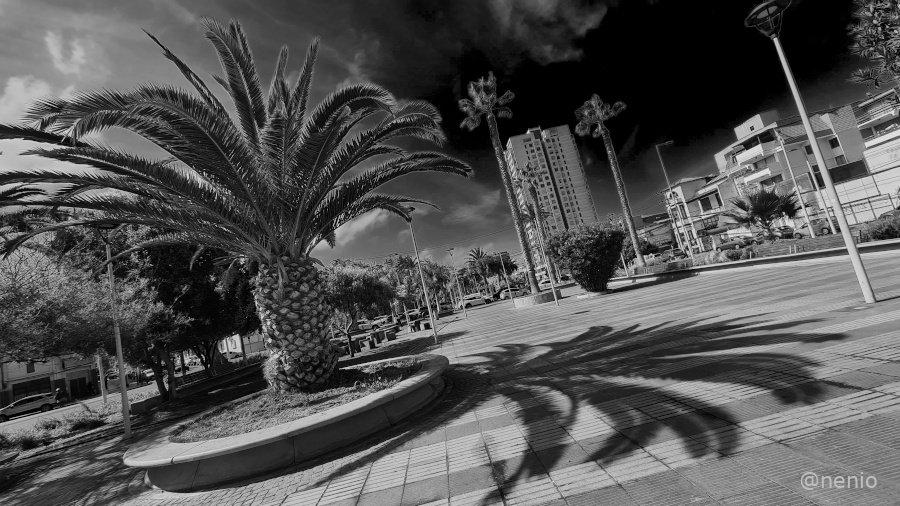 palm-shadow-01-bw.jpg