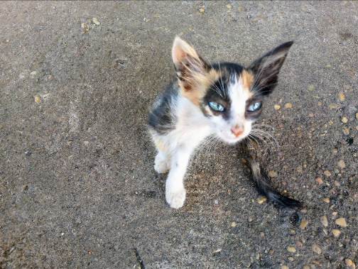 gatico2.png
