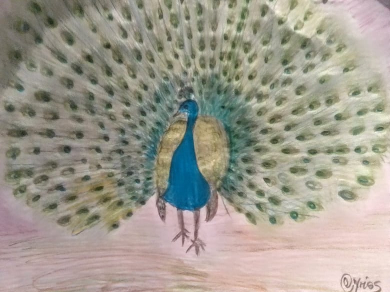 Peacock Drawing with Bit of Watercolour Stock Illustration - Illustration  of animal, bird: 271540978