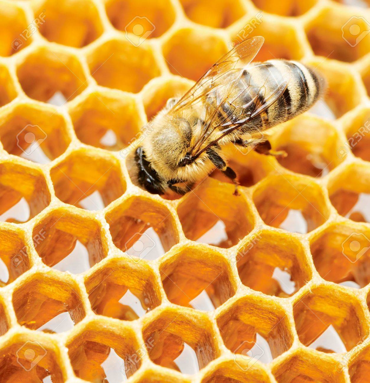 20997250-working-bee-on-honeycomb.jpg