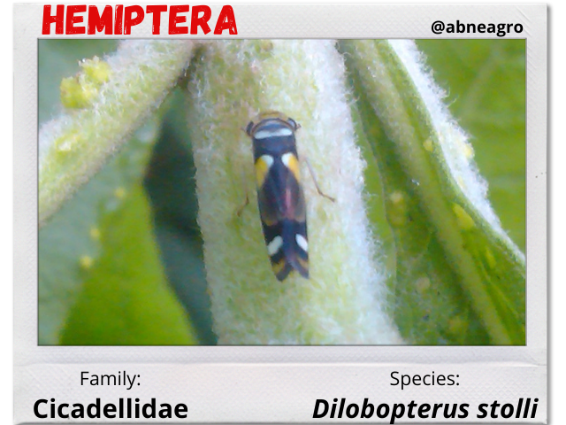 Hemiptera 6.png