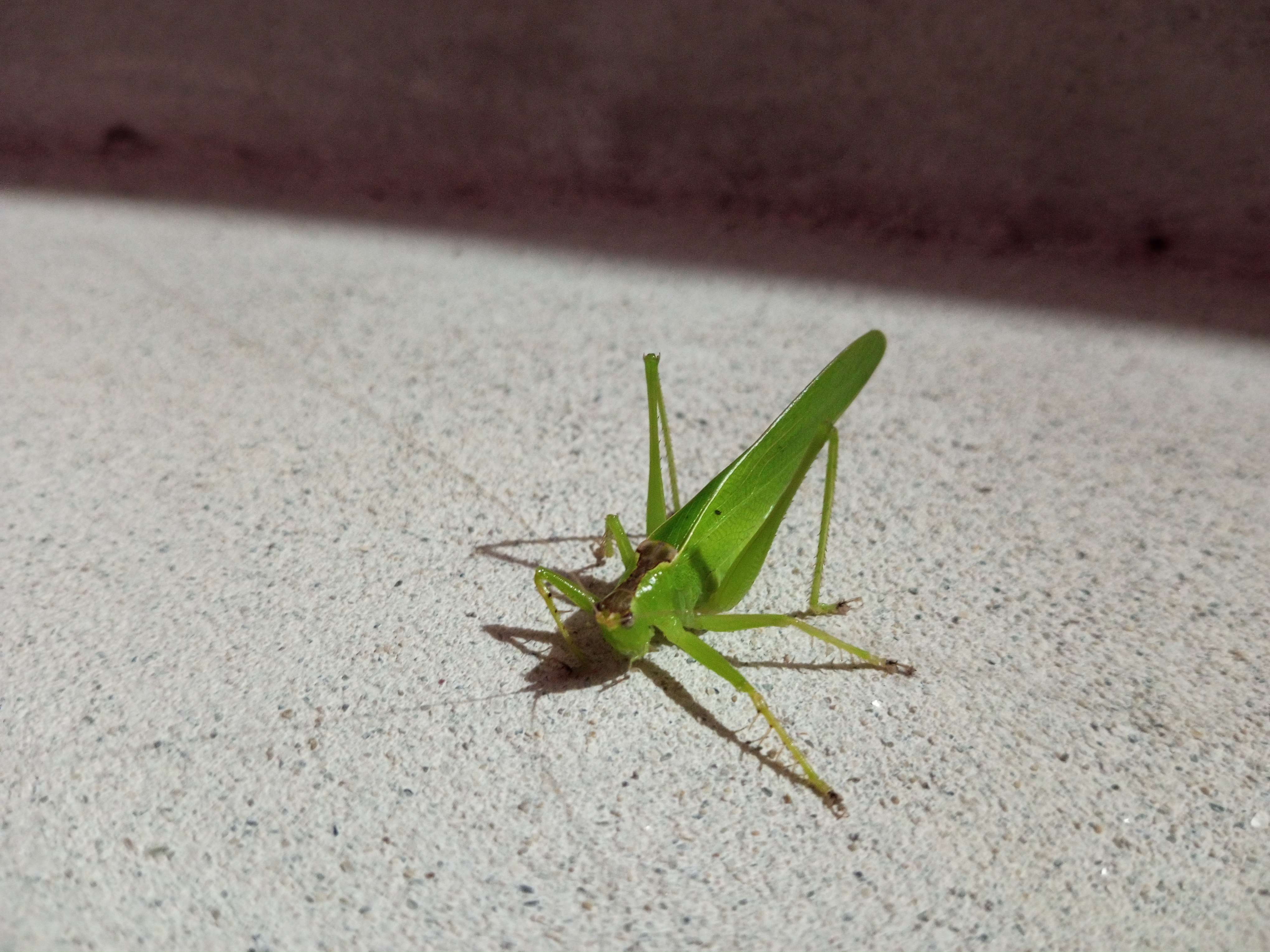 IMG_20241018_191159_065.jpg