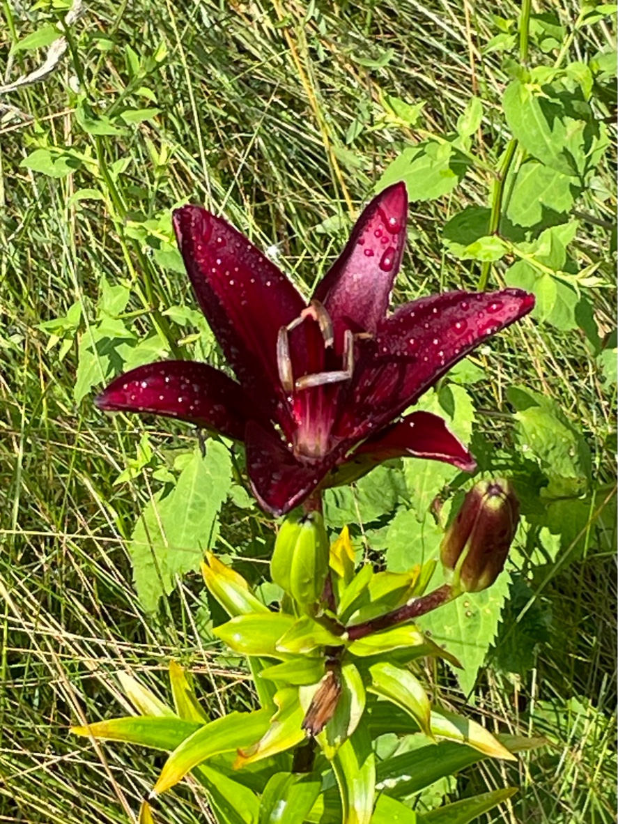 IMG_3051.jpeg