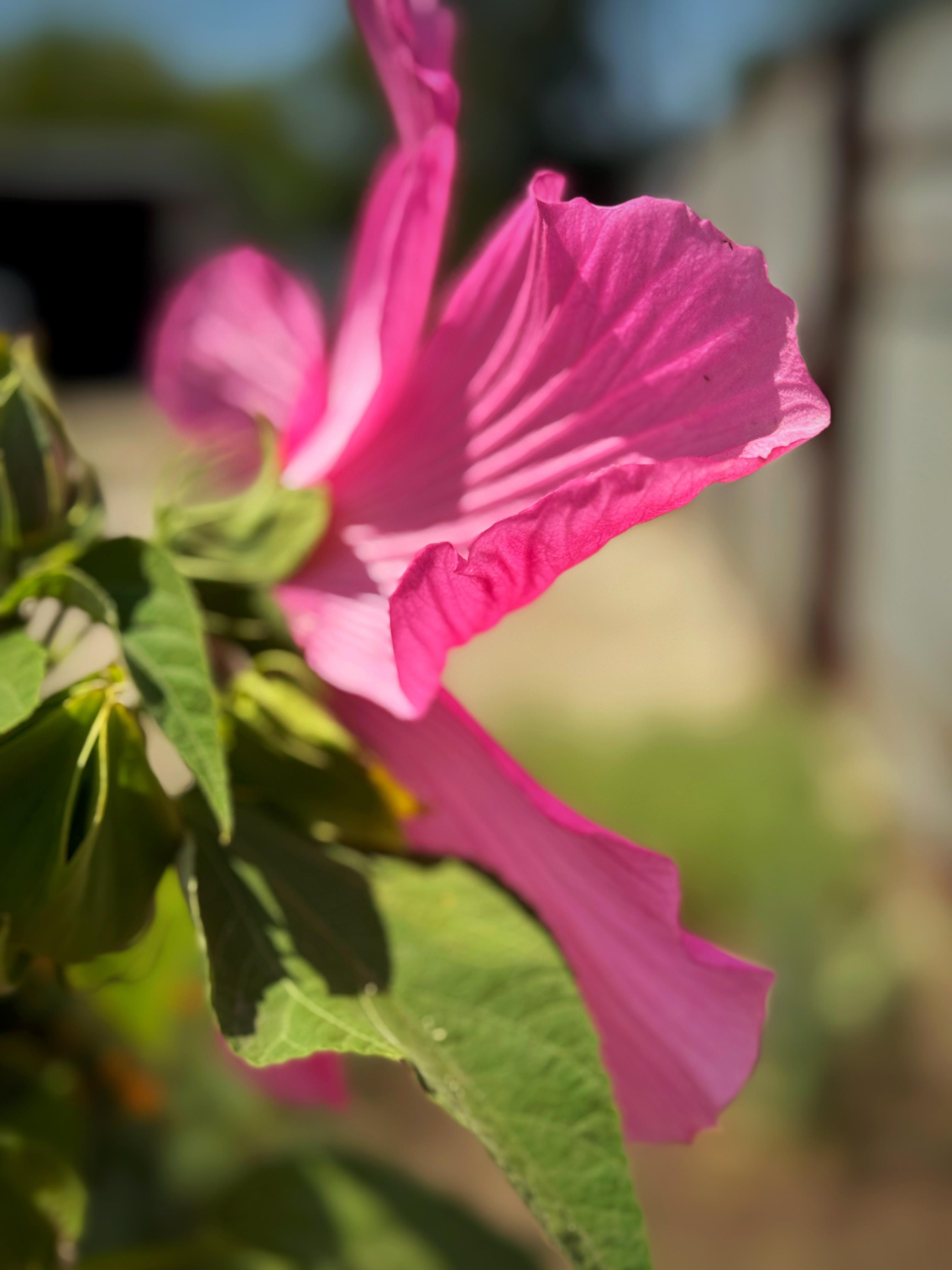 IMG_4821.jpeg