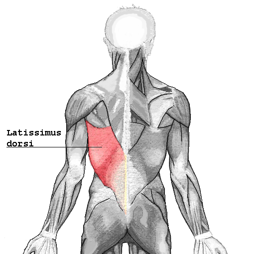 Latissimus_dorsi.png