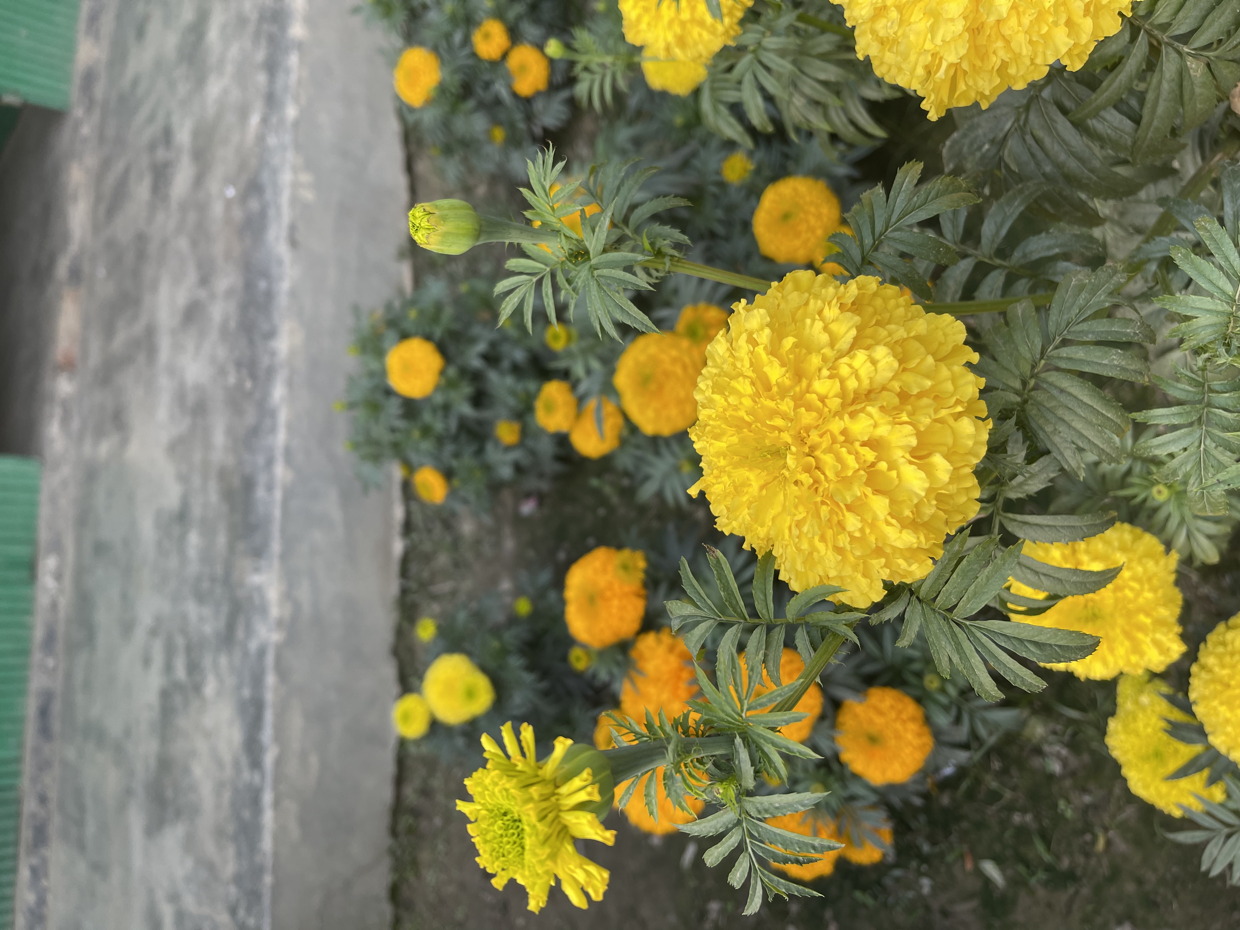 3746392D-2EB5-4CBE-B8A1-6B4CA5E3951A.jpeg