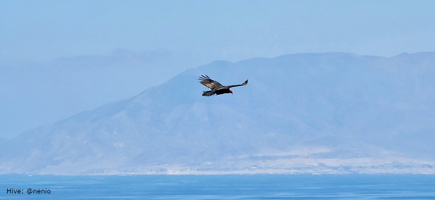 flying-vulture-001.jpg
