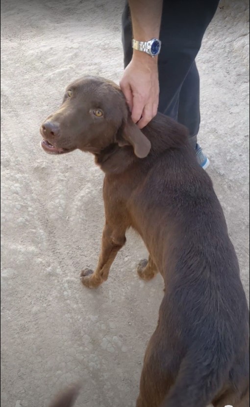 dog skoura.jpg