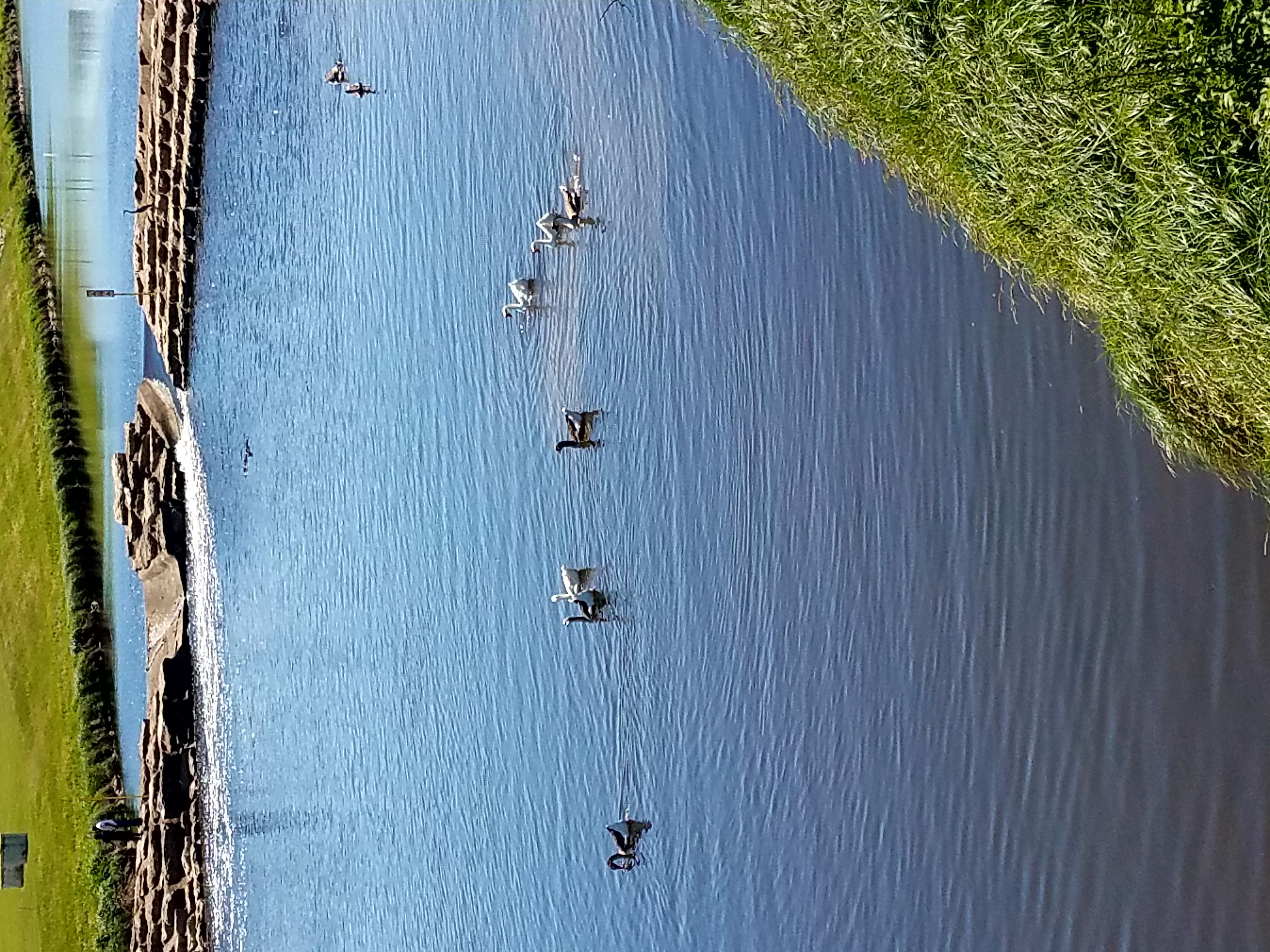 ducks.jpg