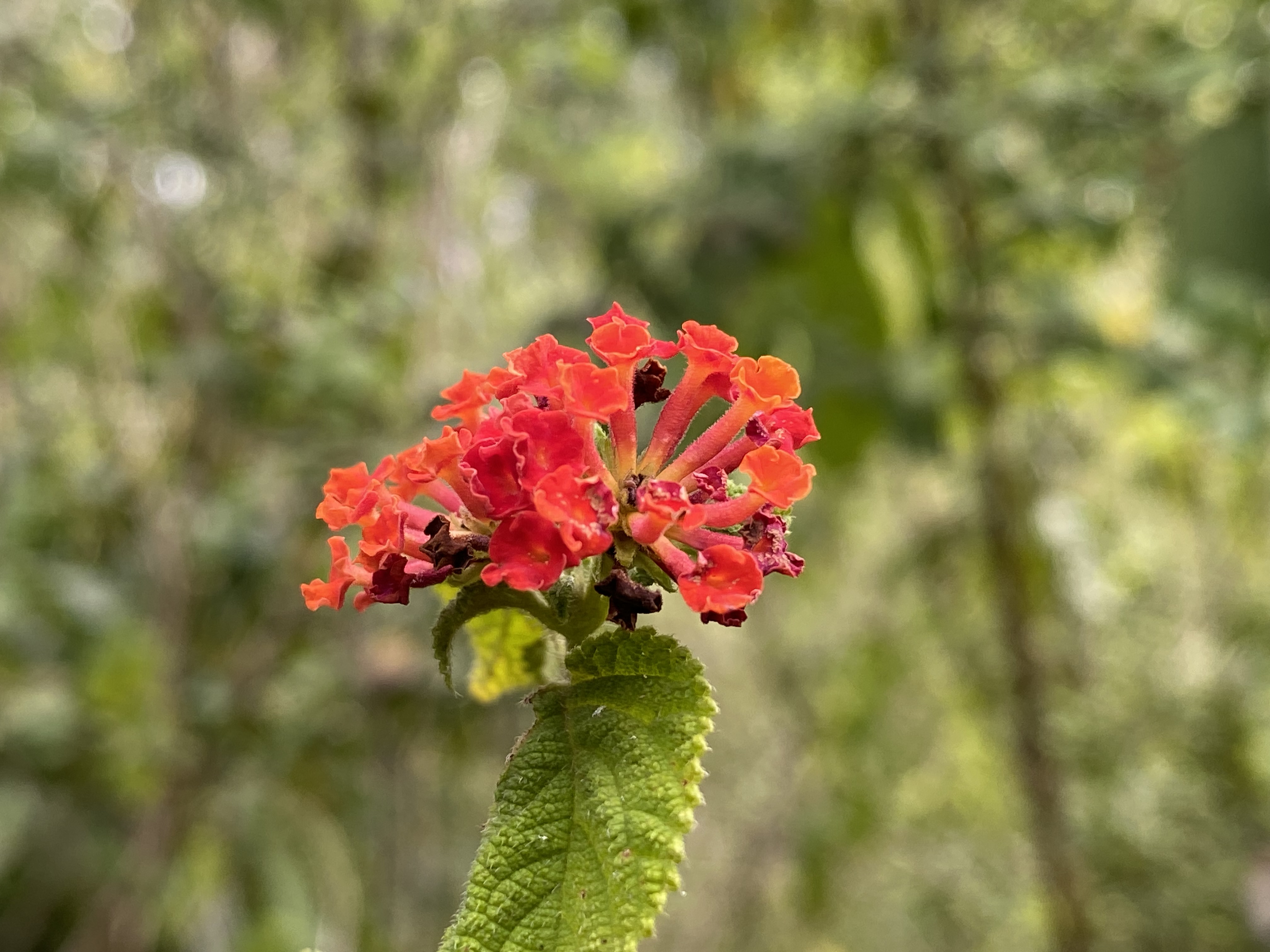 IMG_9326.jpeg