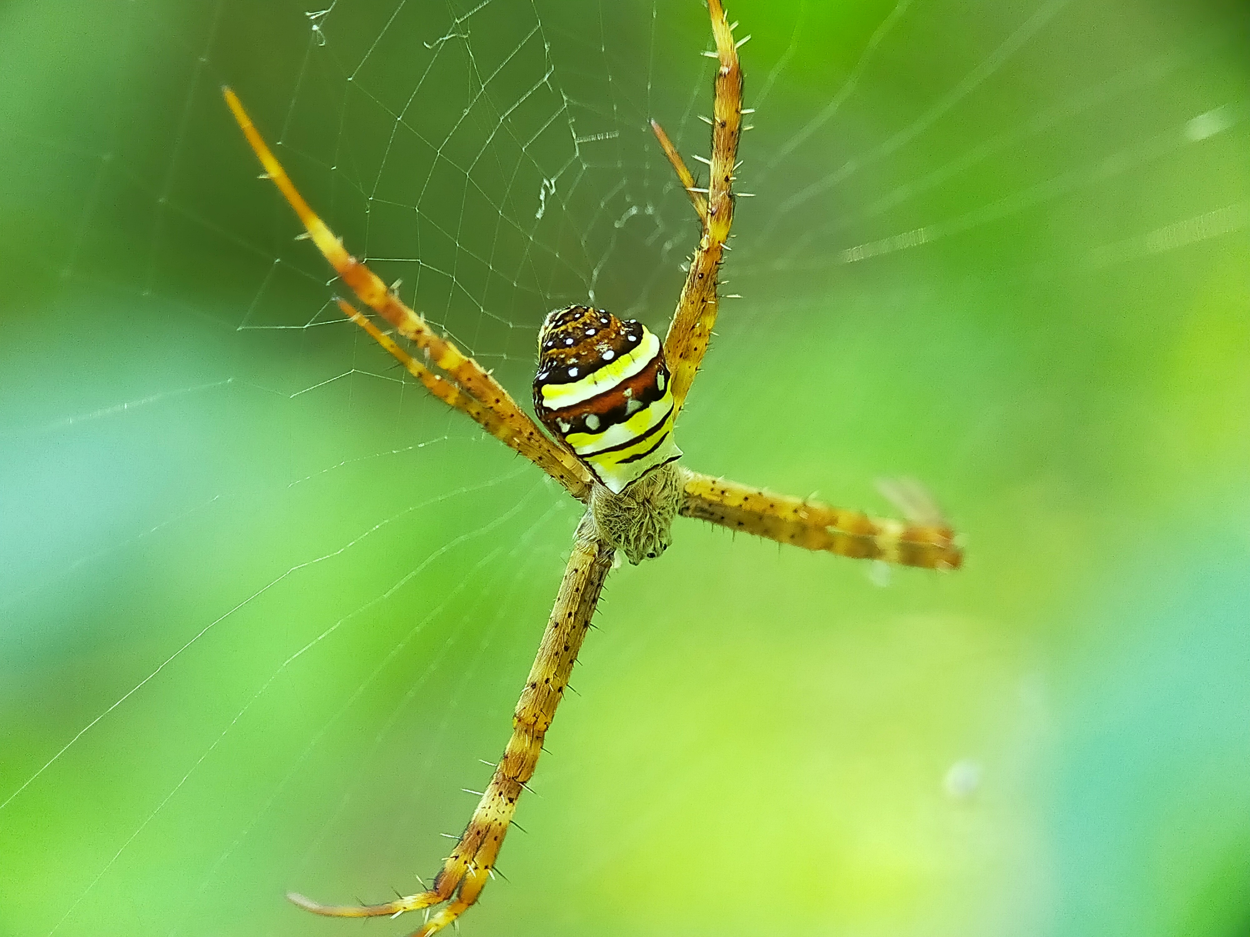 Spider (21).jpg