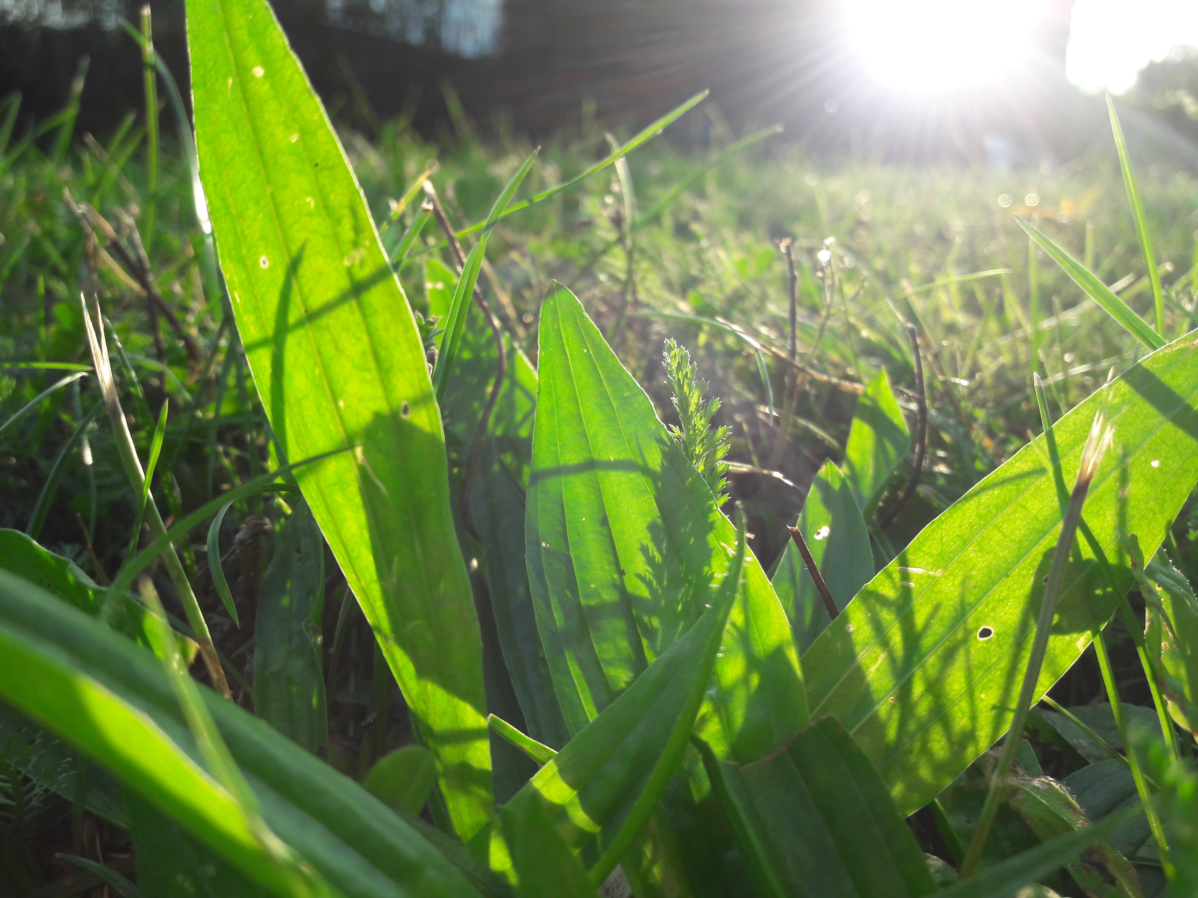 Flora-Leafs-Tree-Publicdomain (44).jpg