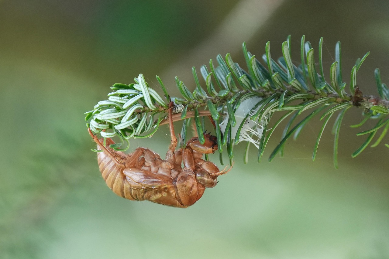 cicada-7405276_1280.jpg