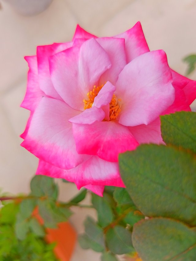 Rose photography.