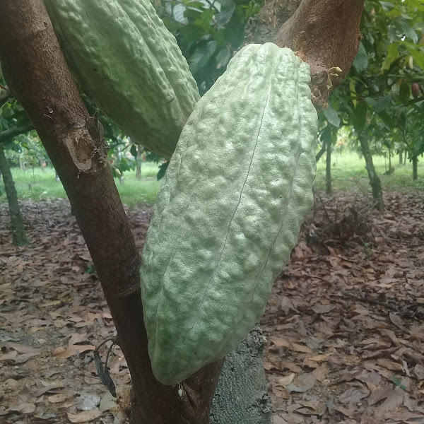  " "cacao criollo.jpg""