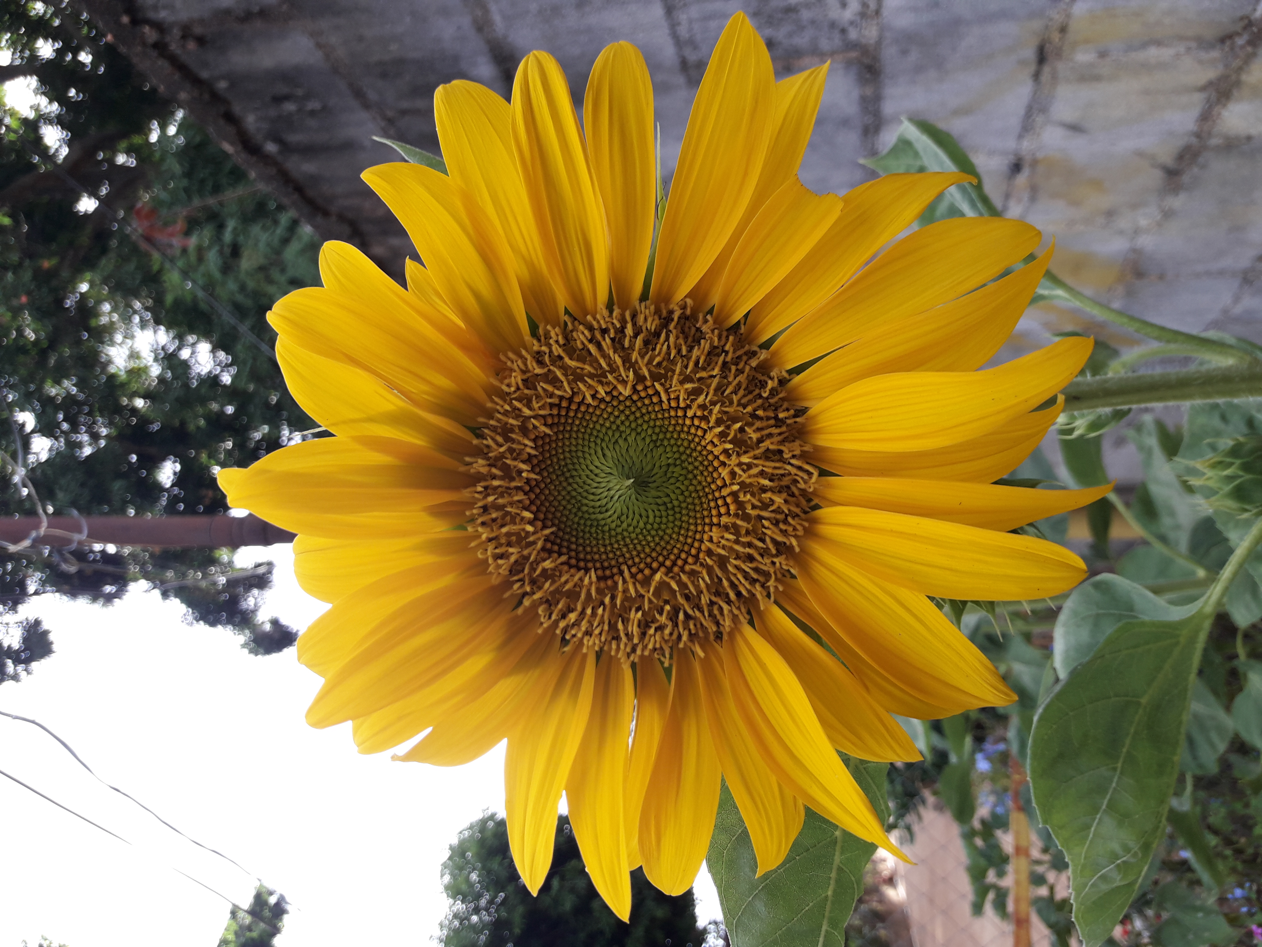 sunflower (1).jpg
