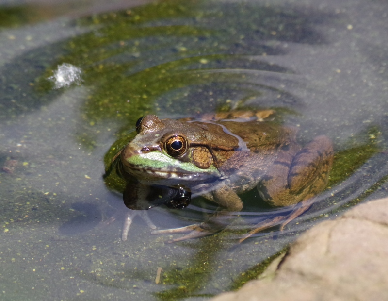 hivegarden-gardening-frog.jpg