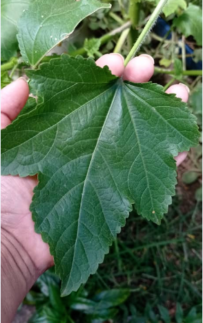 Esp Conoce Los Beneficios De La Malva Planta Medicinal Hive