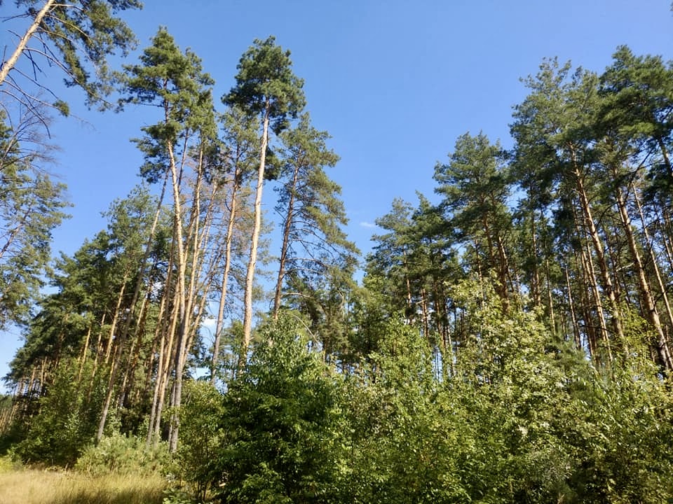 IMG_0800.jpeg