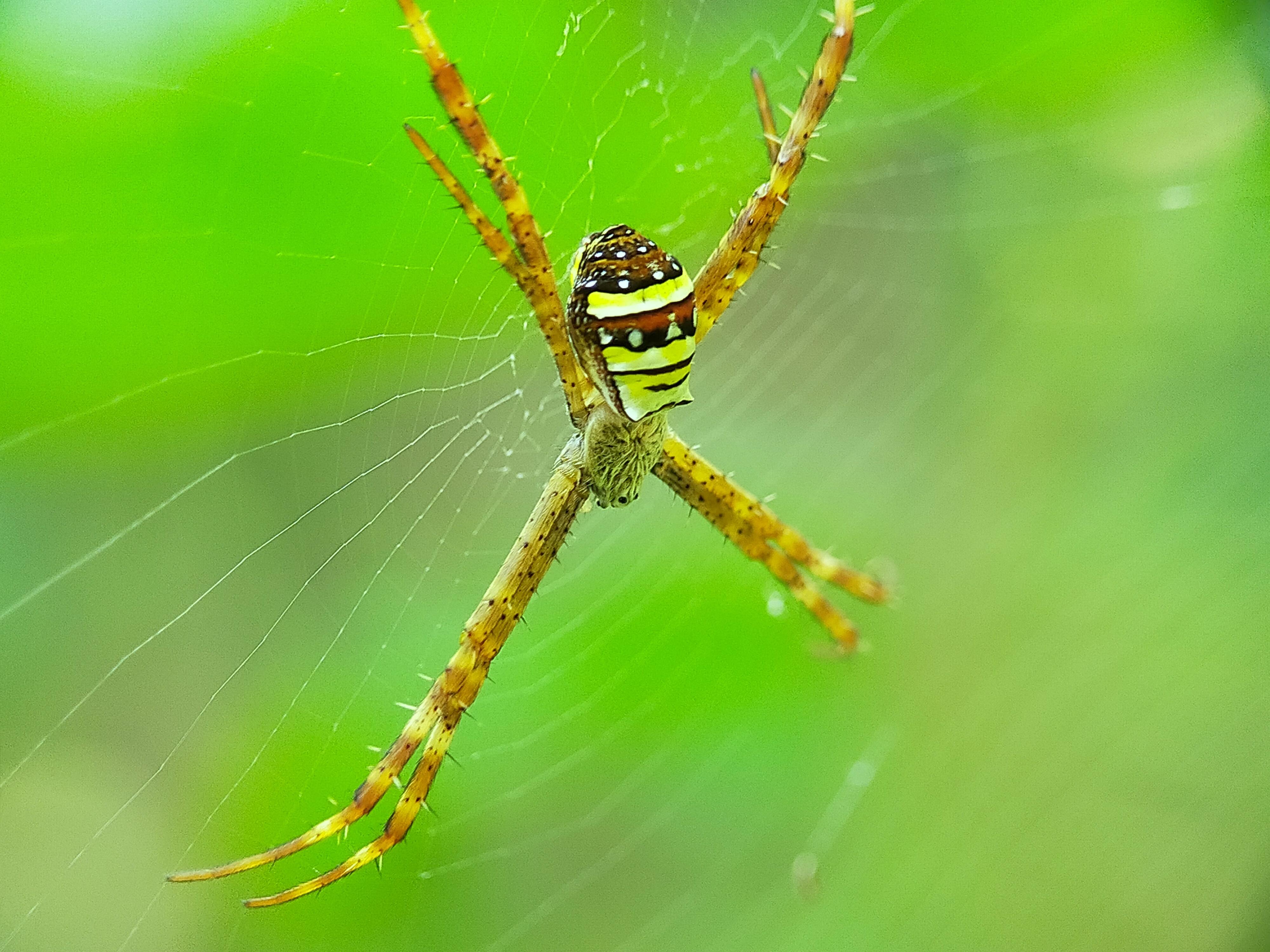 Spider (11).jpg