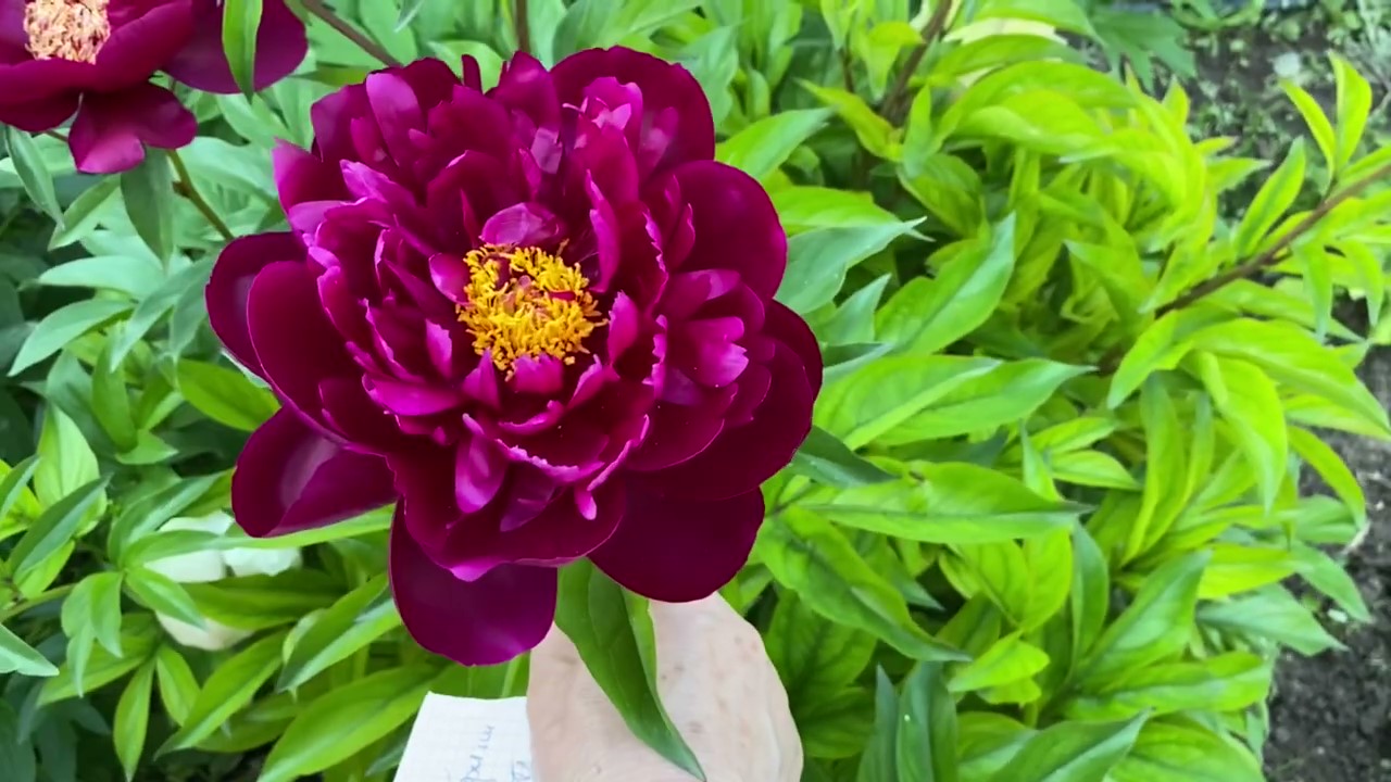 peony0000.jpg