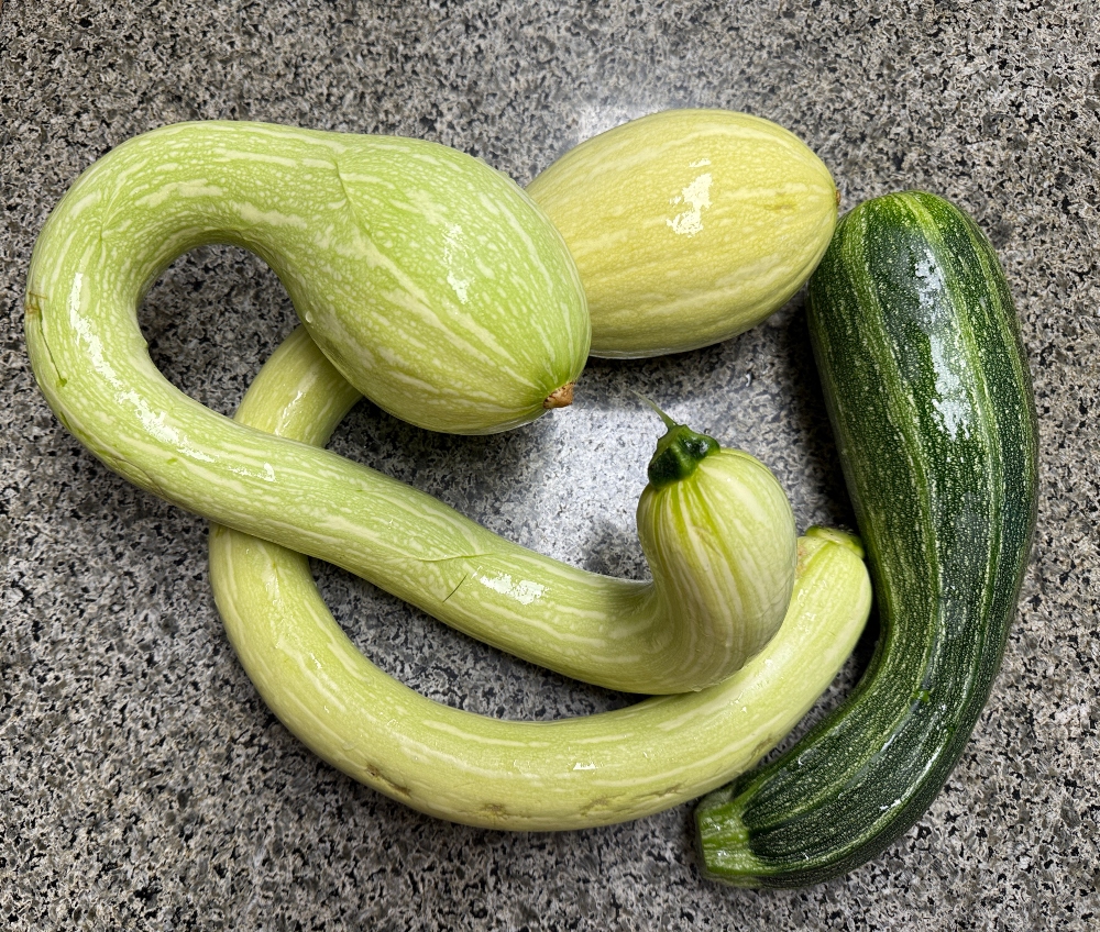 hivegarden-squash-3.jpg