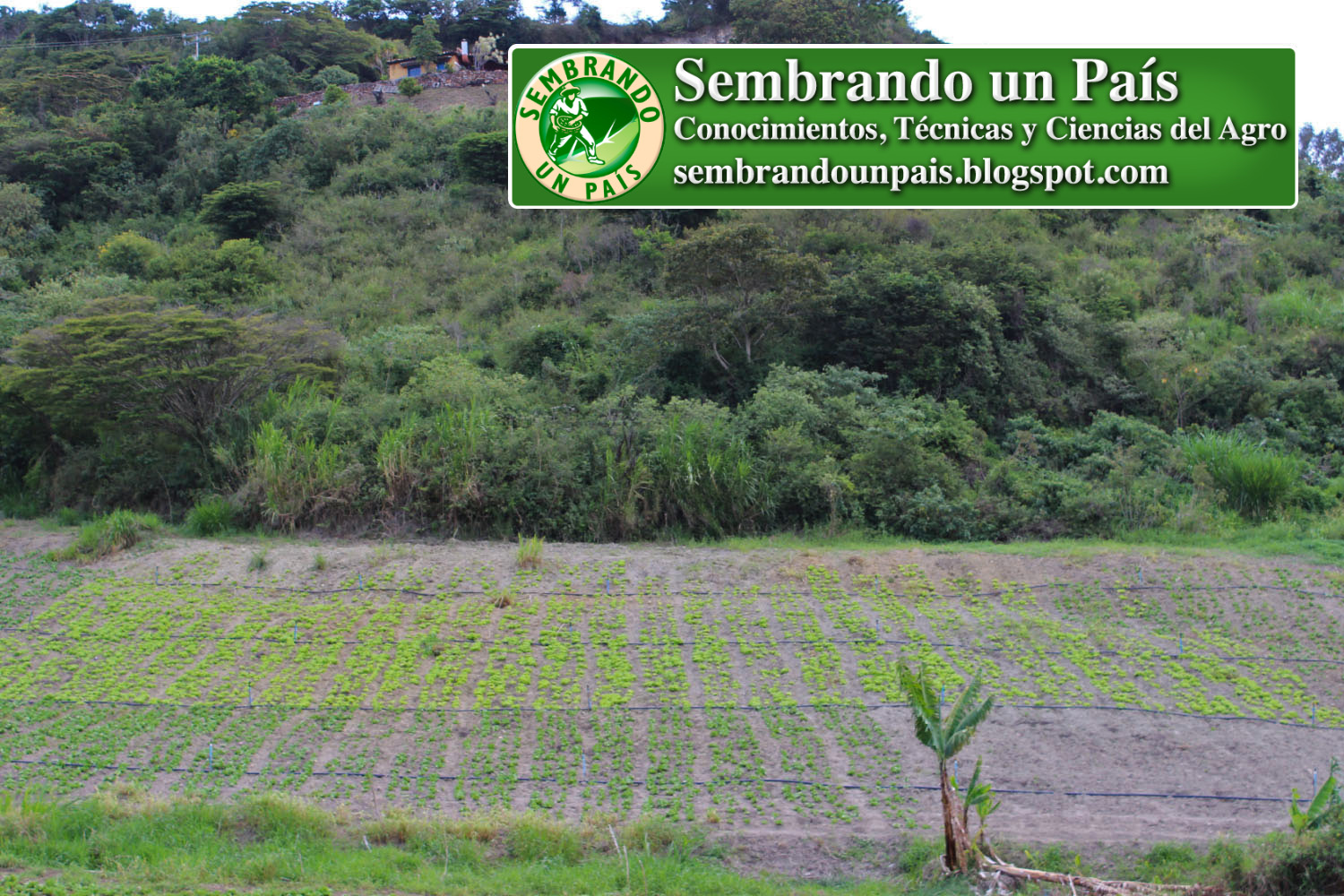 Venezuela Agropecuaria 8 NVO BANNER.jpg