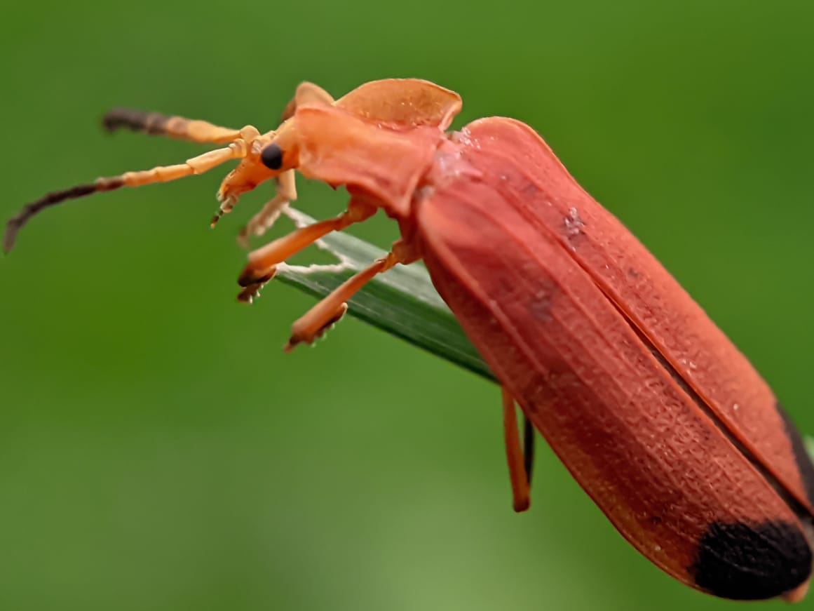 net winged beetle (9).jpeg