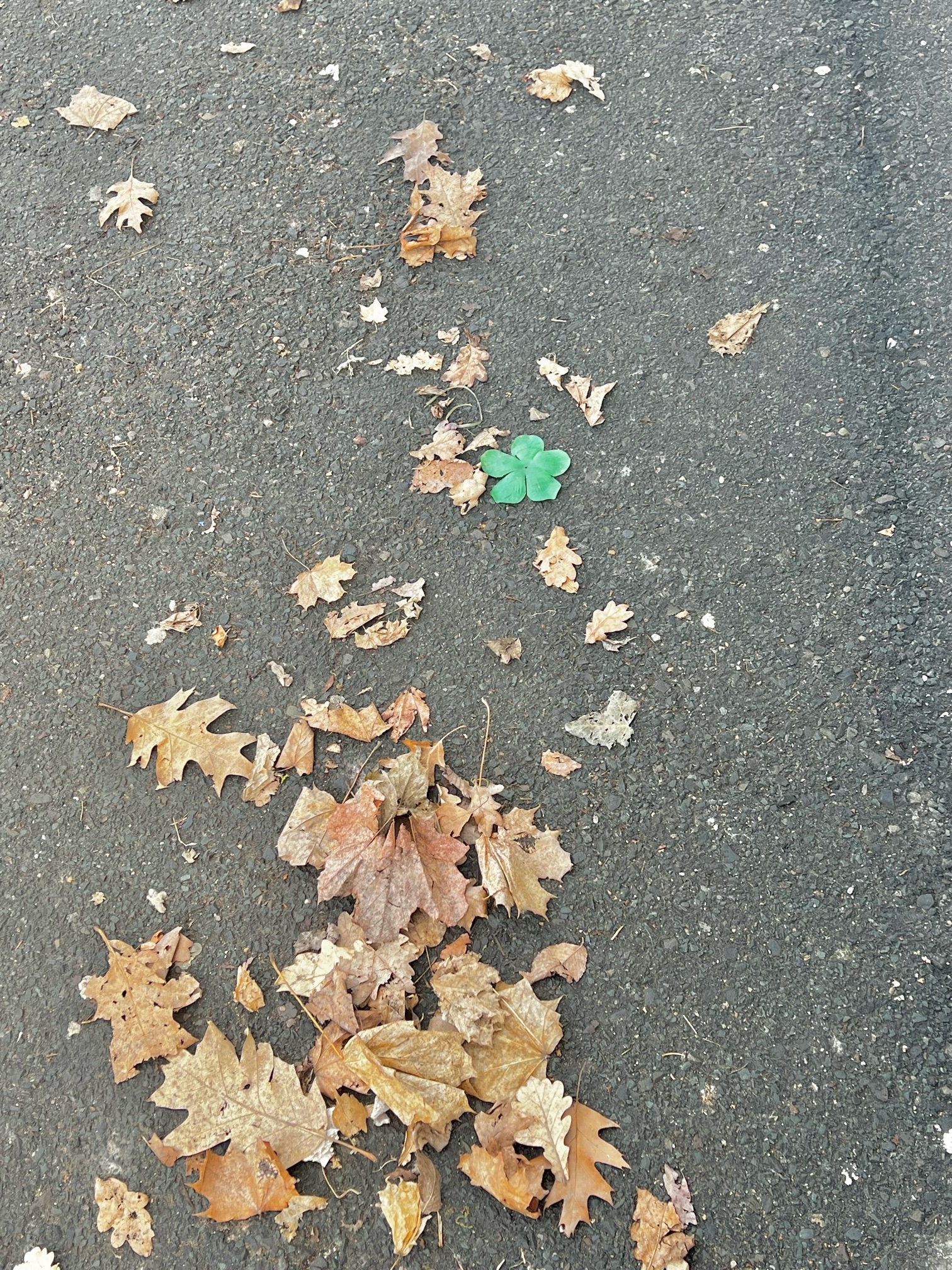 IMG_1311.jpeg