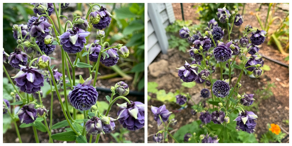 hivegarden-2.jpg