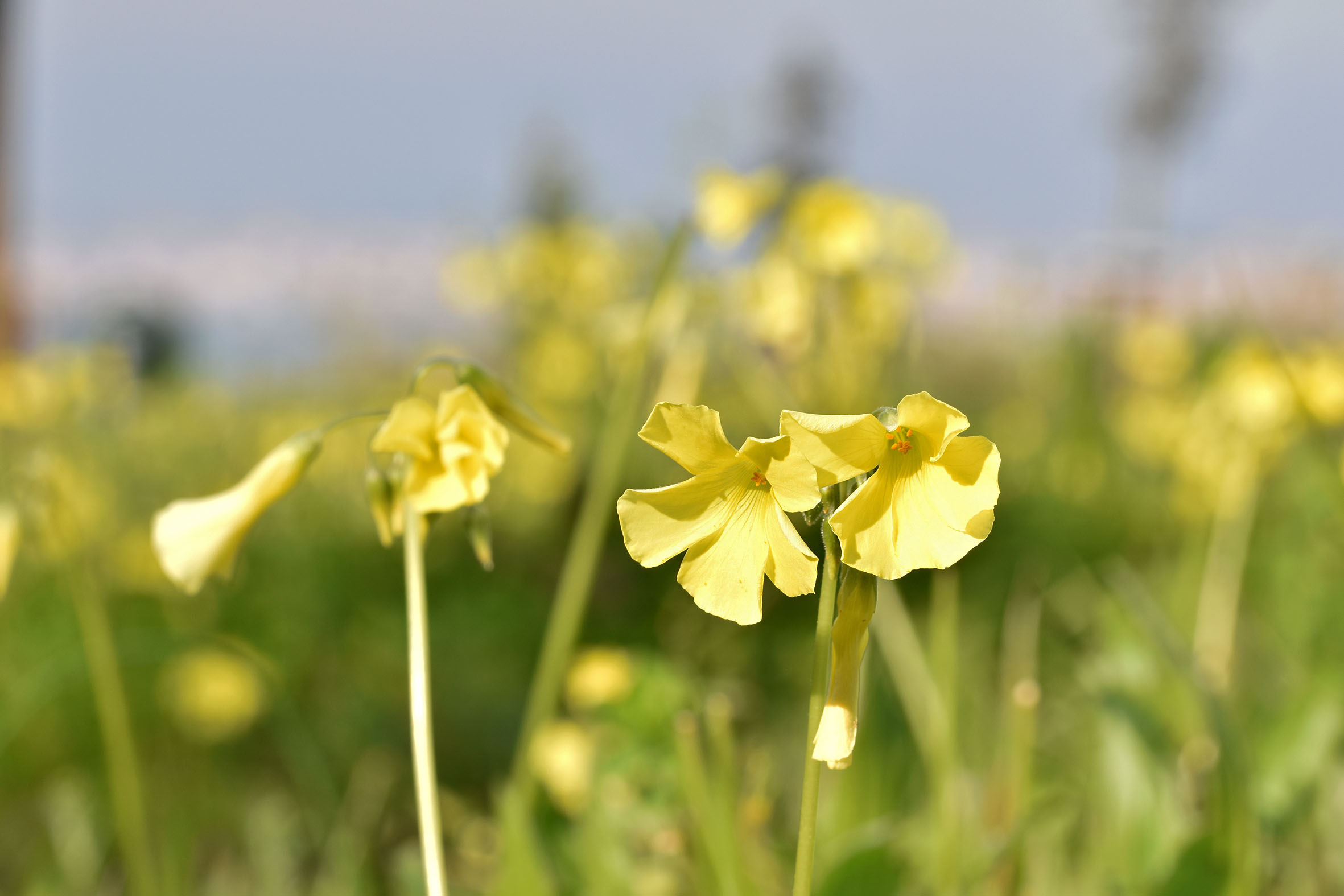 Oxalis yellow flower park 1.jpg