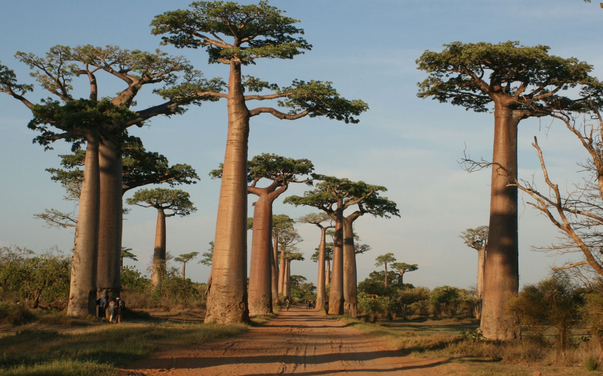 Adansonia-grandidieri-Grandidiers-Baobab2.jpg