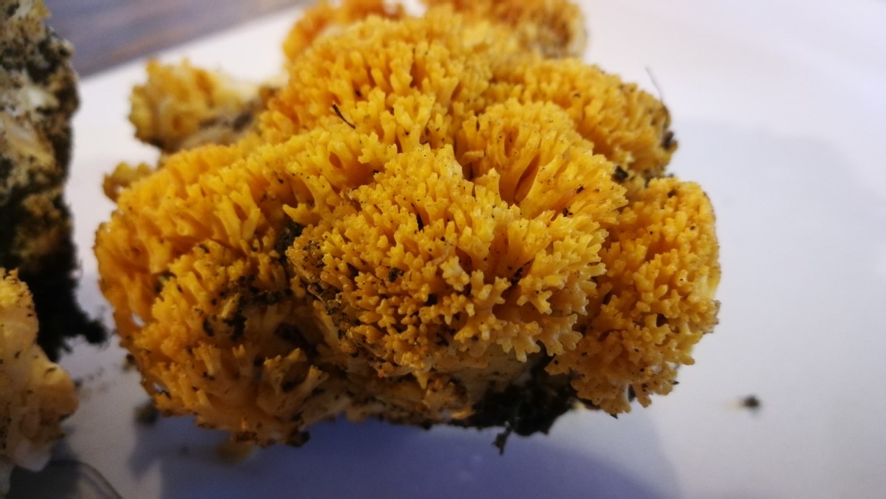 Pie de gallo o Ramaria flava / Cock's foot or Ramaria flava — Hive